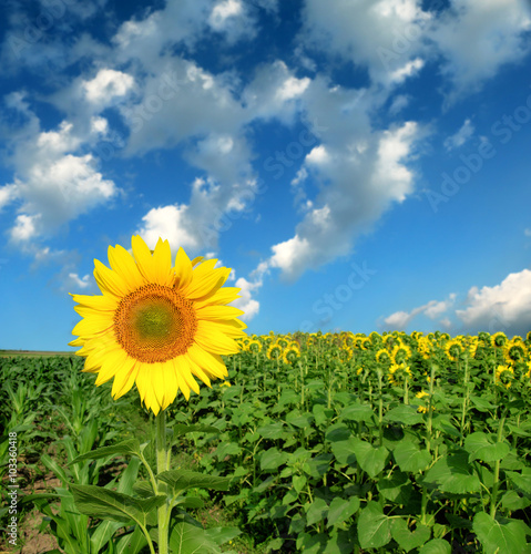 Beautiful sunflowers against blue sky