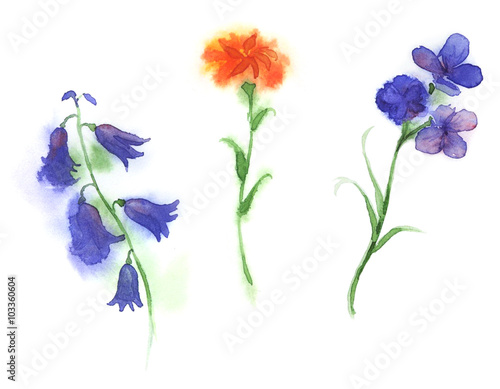 Watercolor of three violet, yellow and blue flowers set. Botanical hand painted illustration on white.