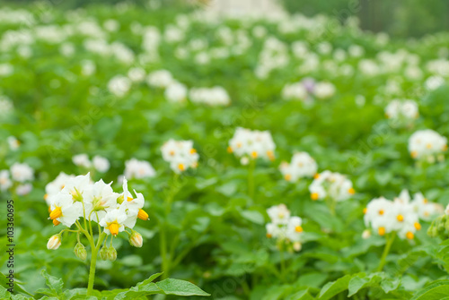 Blossom of potatoes flowers © firewings