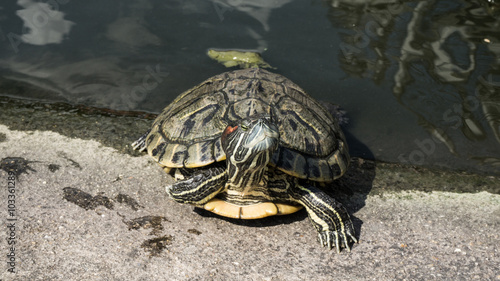 Turtles in a pond. photo