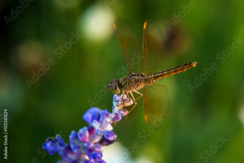 Wallpaper Mural Dragonfly on blue flower Torontodigital.ca