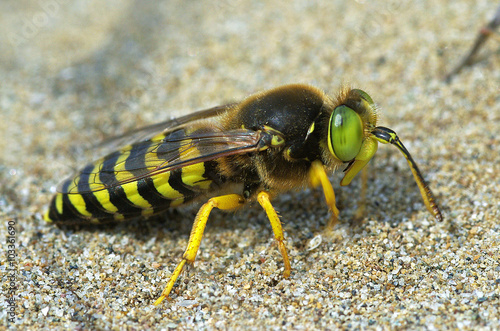 sand wasp Bembix rostrata (Crabronidae) © Marco Uliana