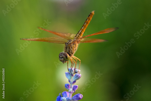 Dragonfly on blue flower