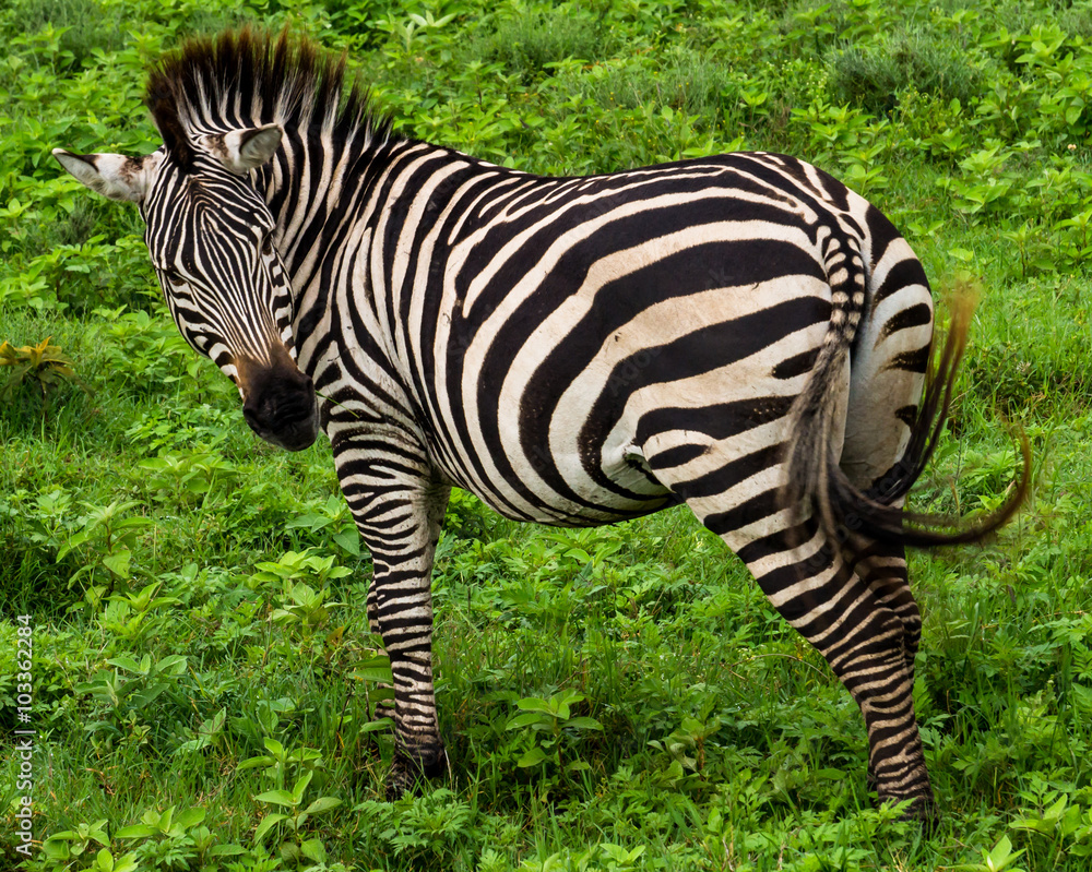 a zebra turning its head as it swishes its tail to keep off the constant flies in the Ngorongora Crater grass
a zebra turning its head as it swishes its tail to keep off the constant flies in the Ngorongora Crater grass