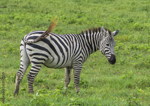 a zebra swishing its tail to keep off the constant flies in the Ngorongora Crater grass  