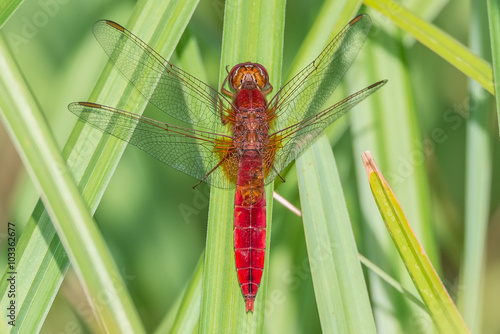 Libelle Dragonfly - Feuerlibelle - Crocothemis erythraea - Männchen