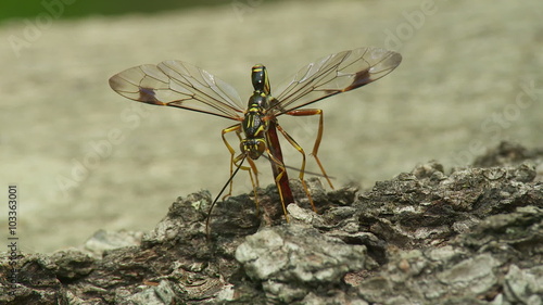 Giant Ichneumon (Megarhyssa macrurus) wasp male insemination 2 photo