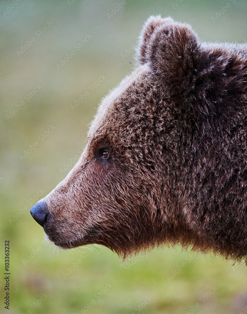 Obraz premium Brown bear portrait