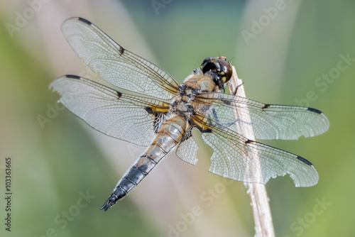 Libelle Dragonfly - Vierfleck - Libellula quadrimaculata - altes Männchen