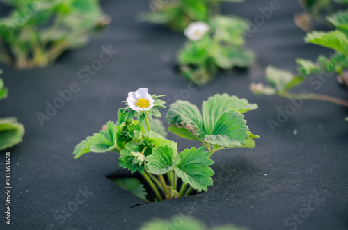 bushes of strawberries with a flower in the garden in spring.strawberry bush on a spunbond.selective focus