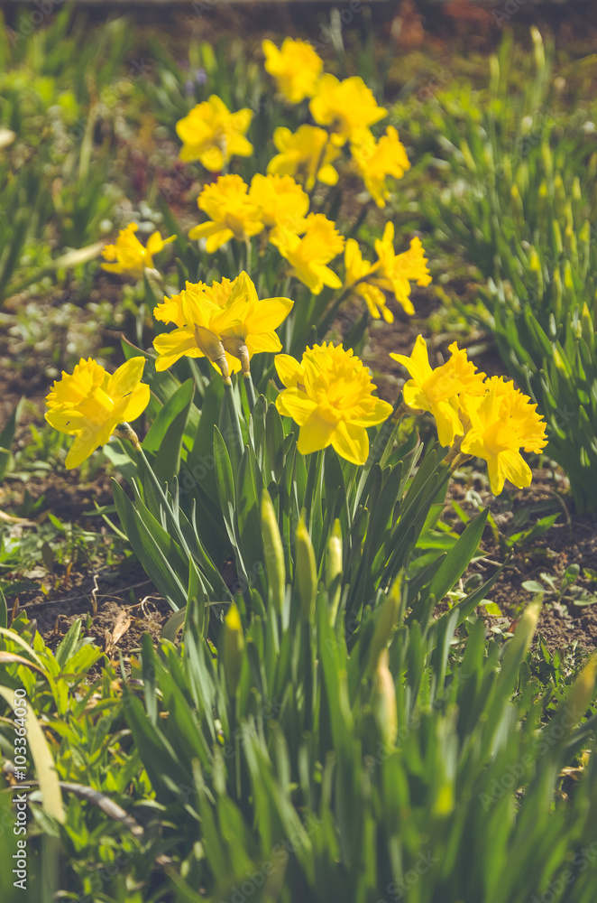 Fototapeta premium flowers spring daffodils growing in the flowerbed.selective focus.Vintage effect
