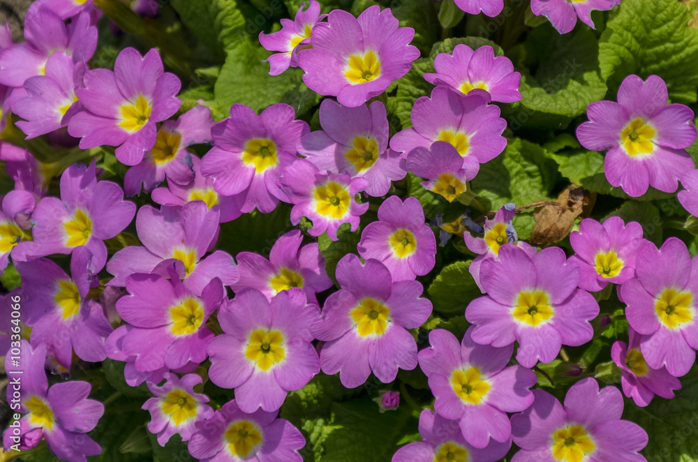 primula spring flower growing in the flowerbed primula spring flower growing in the flowerbed