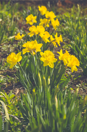 Fototapeta Naklejka Na Ścianę i Meble -  flowers spring daffodils growing in the flowerbed.selective focus.Vintage effect