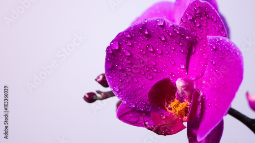 Tropical orchid flower