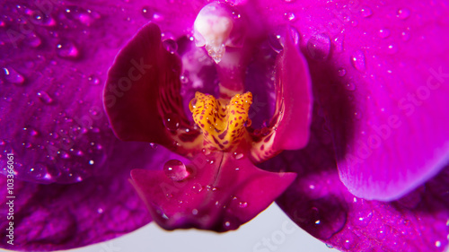 Tropical orchid flower