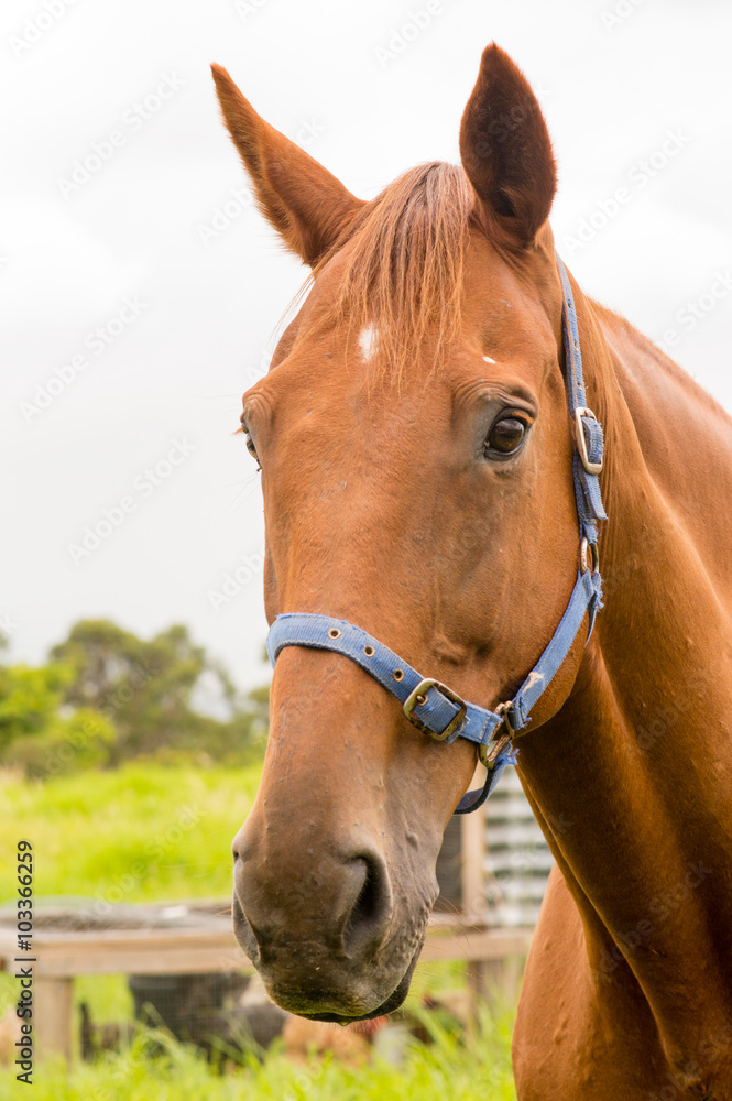 Obraz premium Portrait of chestnut horse with blue halter with chicken coop in the background