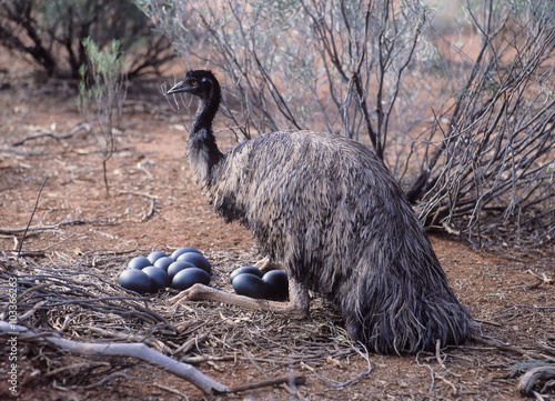 Konstfotografi Male Emu sitting on a  nest of eggs.Australia