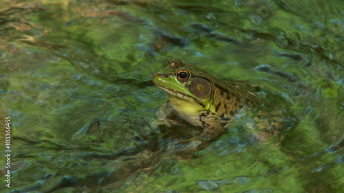 Wallpaper Mural Northern Green Frog (Rana clamitans melanota)  - Male 1 Torontodigital.ca