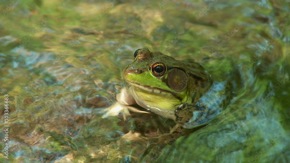 Northern Green Frog (Rana clamitans melanota) - Male 3 Northern Green Frog (Rana clamitans melanota) - Male 3