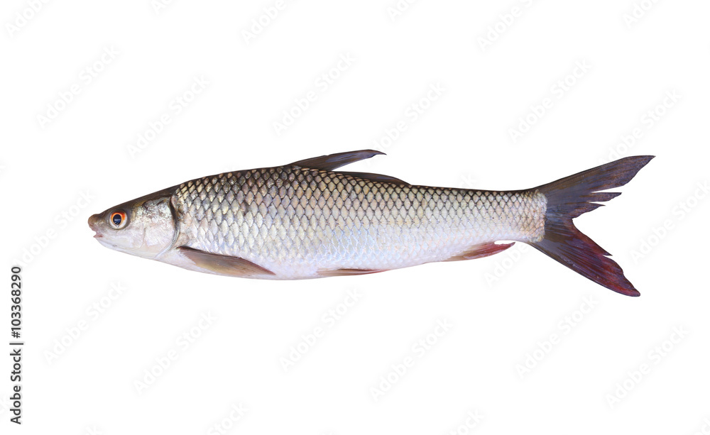 Seven-striped barb or Julian's golden carp is in the freshwater Seven-striped barb or Julian's golden carp is in the freshwater