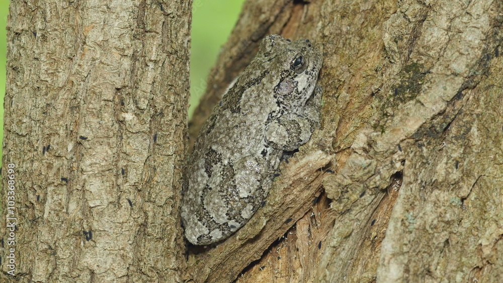4K Gray Treefrog (Hyla versicolor) and Springtails 2 4K Gray Treefrog (Hyla versicolor) and Springtails 2