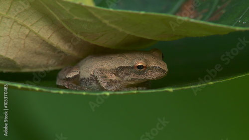 Spring Peeper (Pseudacris crucifer) 3