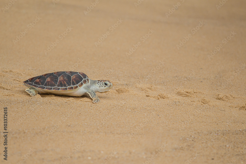 Naklejka premium Hawksbill sea turtle on the beach, Thailand.