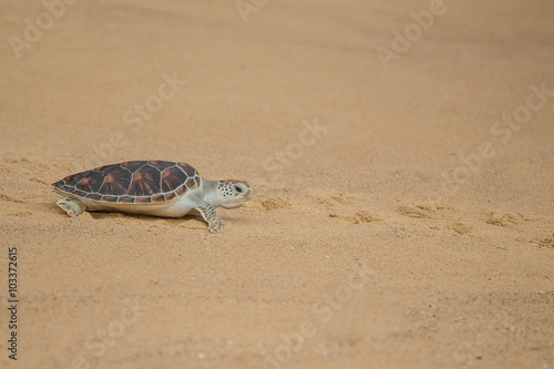 Hawksbill sea turtle on the beach, Thailand.
