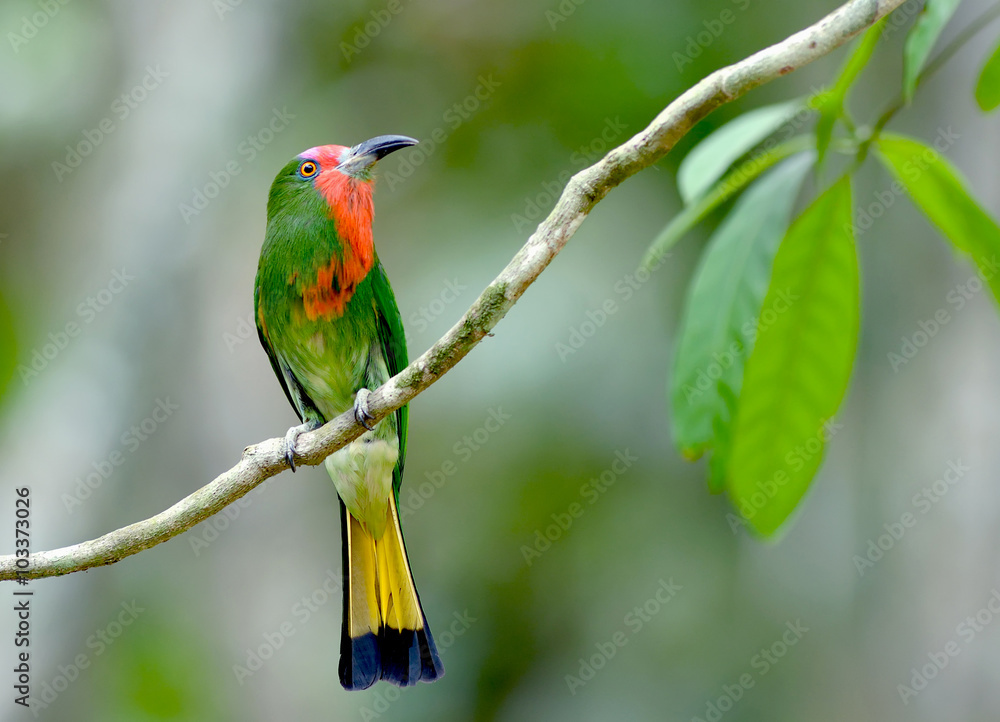 Bird (Red-bearded Bee-eater), Thailand