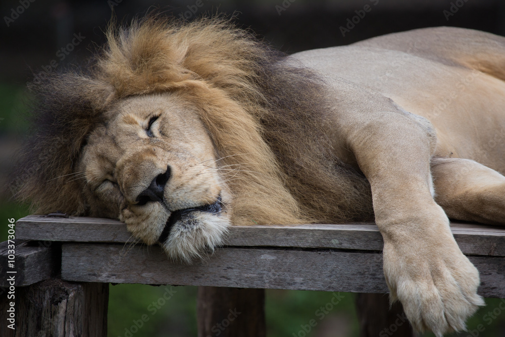 Naklejka premium sleepy Lion