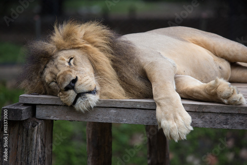 Fototapeta Naklejka Na Ścianę i Meble -  sleepy Lion
