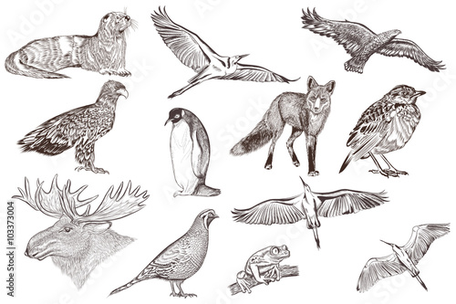 Set of detailed hand drawn animals