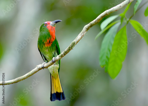 Bird (Red-bearded Bee-eater), Thailand © panda3800
