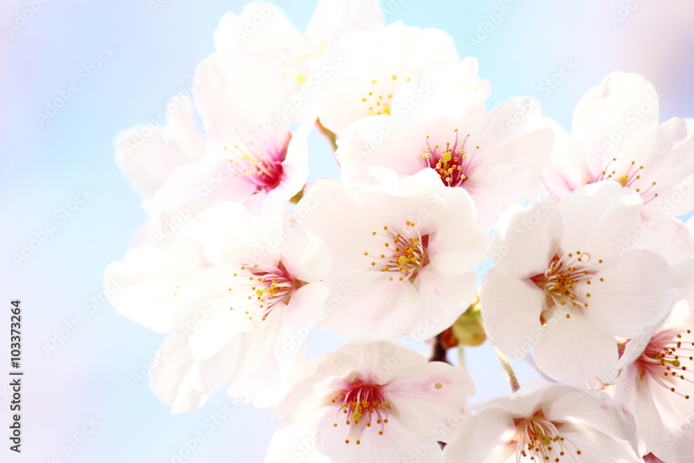 桜の花アップ 桜の花アップ