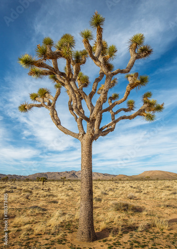 Joshua Tree in the National Park