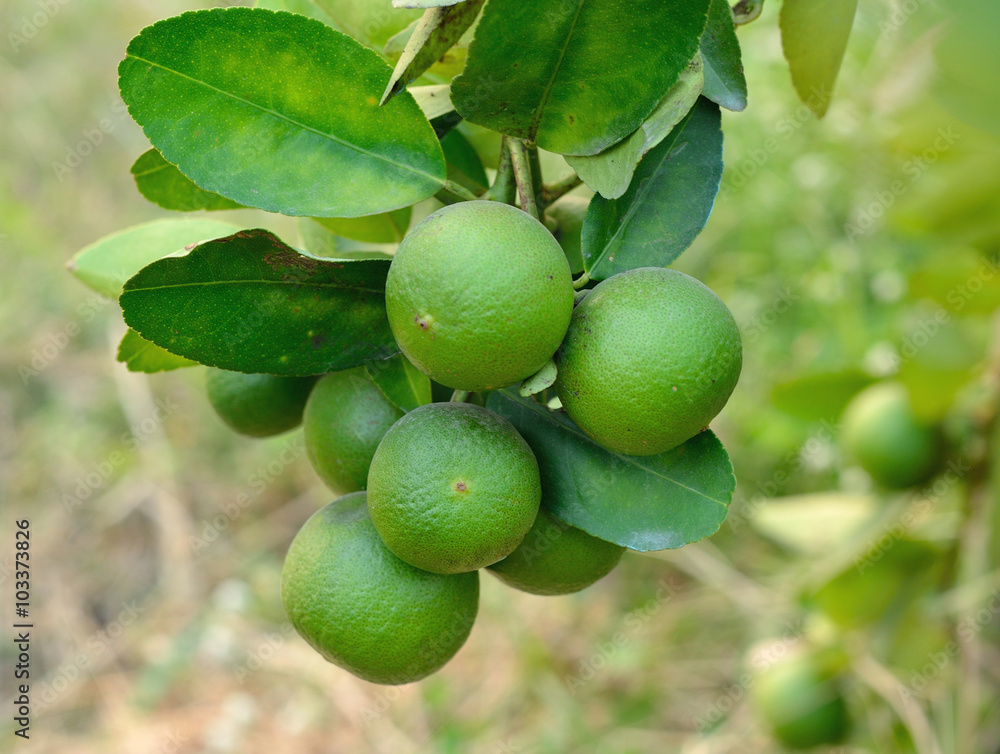 Growing organic lemons