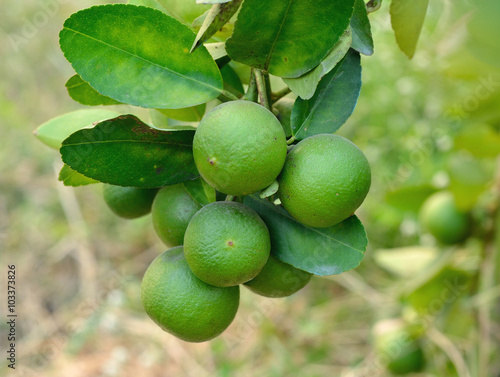 Wallpaper Mural Growing organic lemons Torontodigital.ca