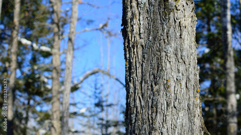 American Elm (Ulmus americana) in Winter