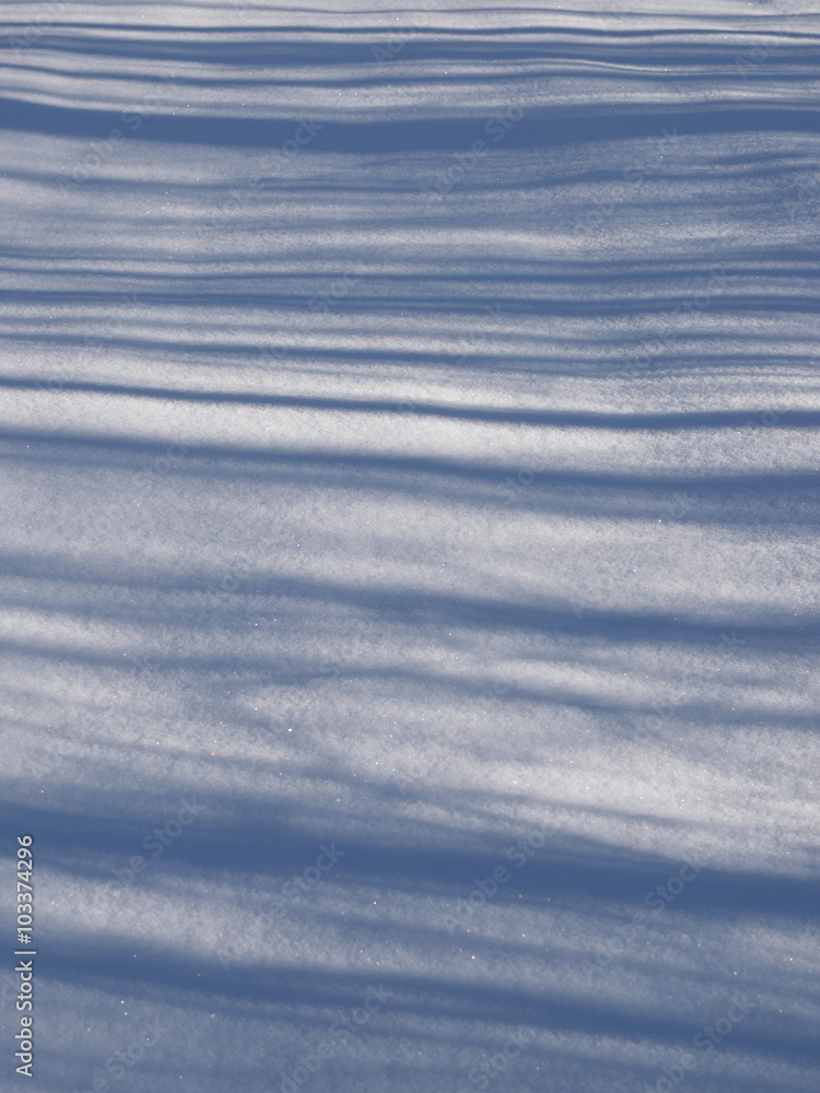 Forest Shadows on Snow Forest Shadows on Snow