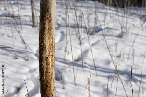 Whitetail Deer Aspen Tree Rub