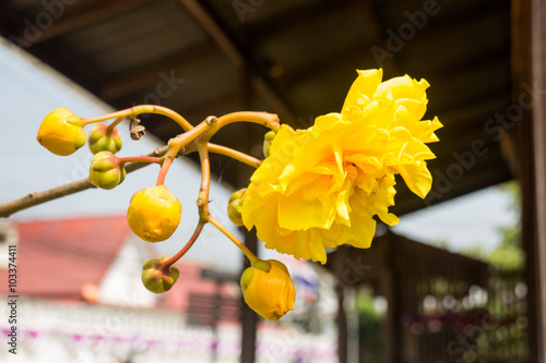 Yellow Silk Cotton (Cochlospermum religiosum) flower buds photo