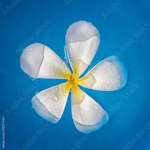 Plumeria flower on the blue surface.