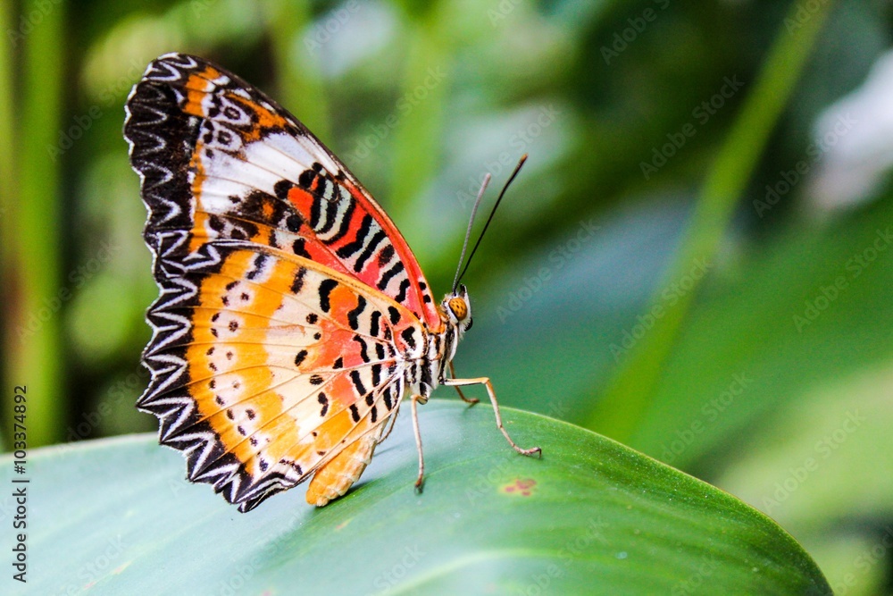 Naklejka premium butterfly on green leaves