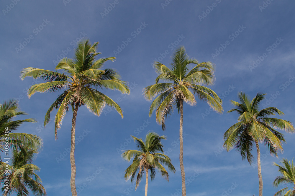 palms with sky at background