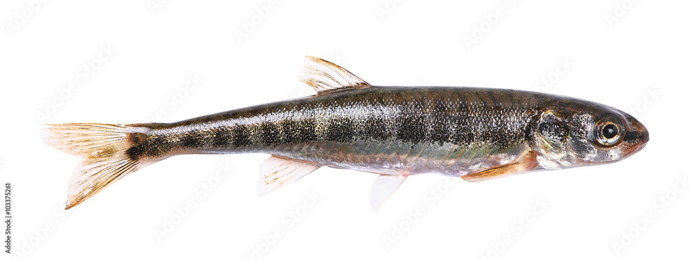 Obraz premium Common minnow (Phoxinus phoxinus) on a white background. Small freshwater fish . Male. Length 5.5 cm