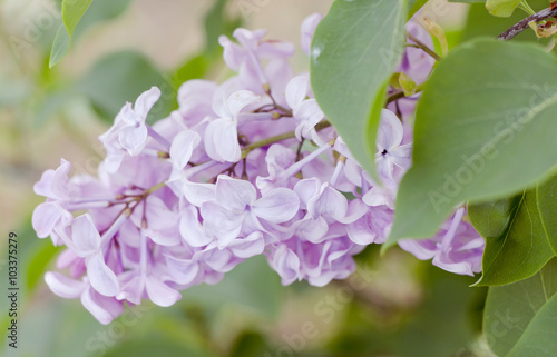 Purple lilac on a branch