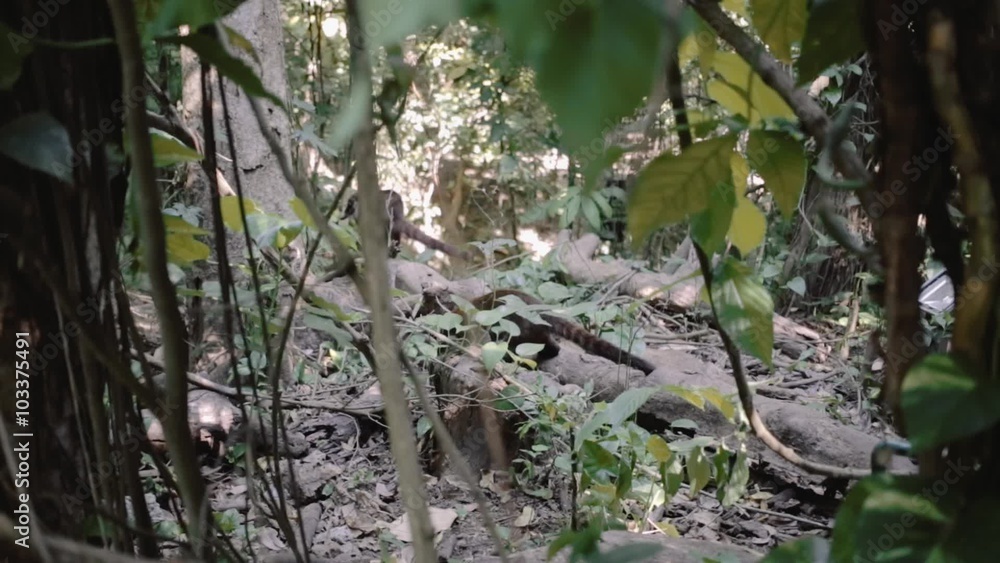 Herd of Coatis Ring-tailed walking in the jungle Herd of Coatis Ring-tailed walking in the jungle