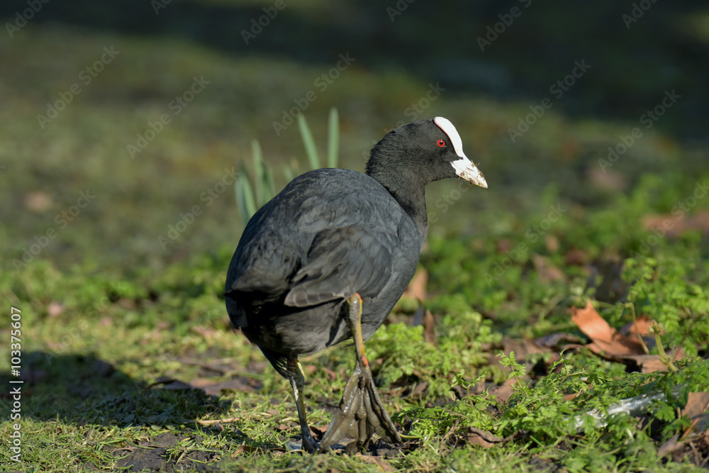 Fototapeta premium Eurasian Coot, Coot, Fulica atra