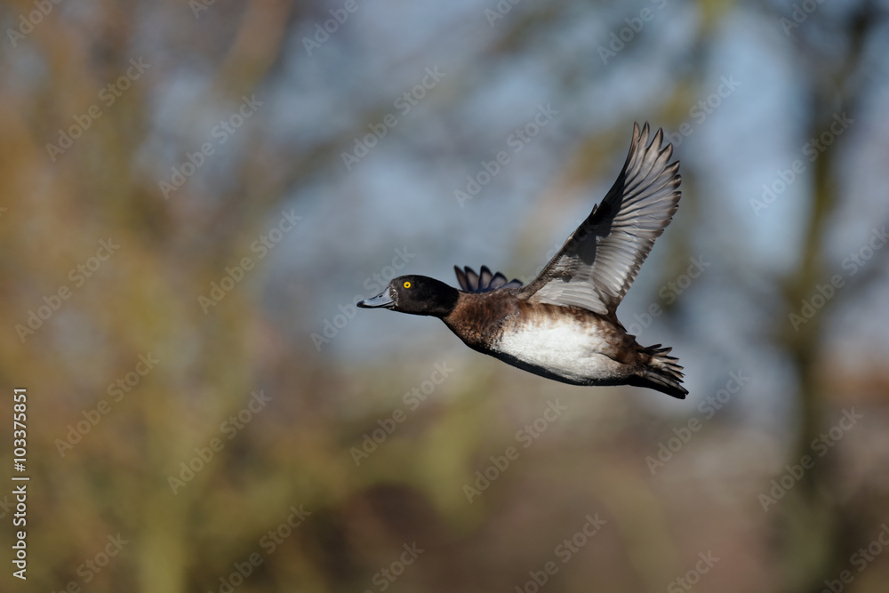 Obraz premium Tufted Duck, Aythya fuligula