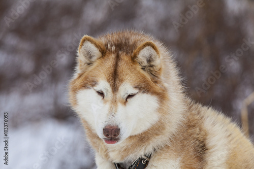 red Malamute  in nursery for dogs